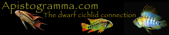 Apistogramma.com