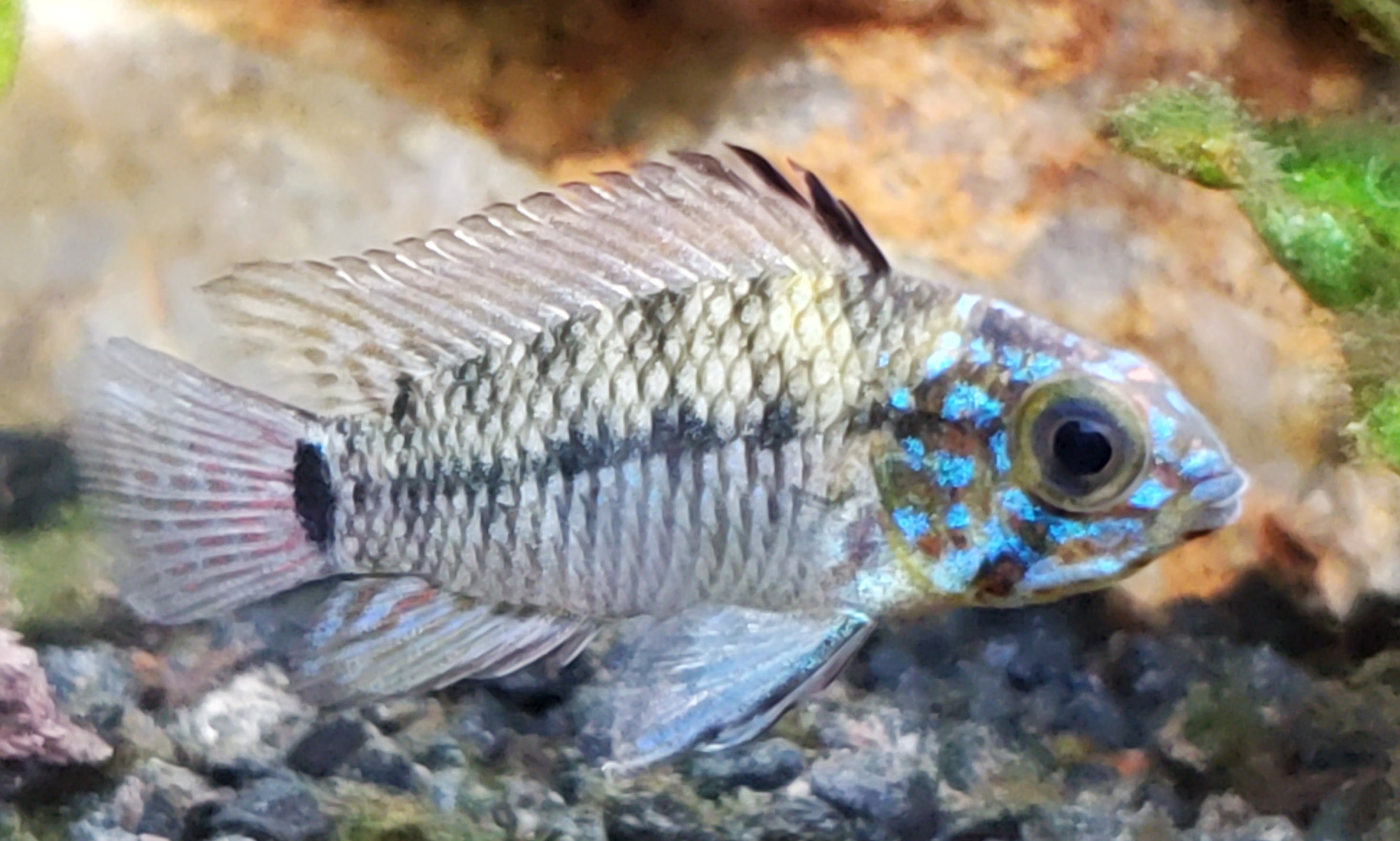 ID this apisto? | Apistogramma.com