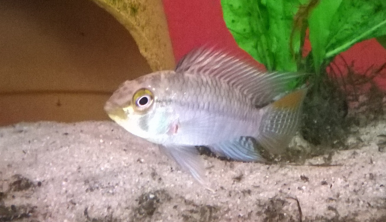Eunotus from Pebas area | Apistogramma.com