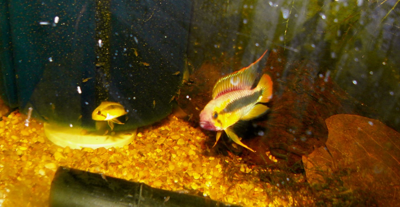 Apistogramma Abacaxis pair with fry